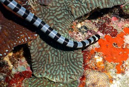 Thailand 2015 - Ko Tao - Cobra des mers - Laticauda colubrina _IMG_3685_rc